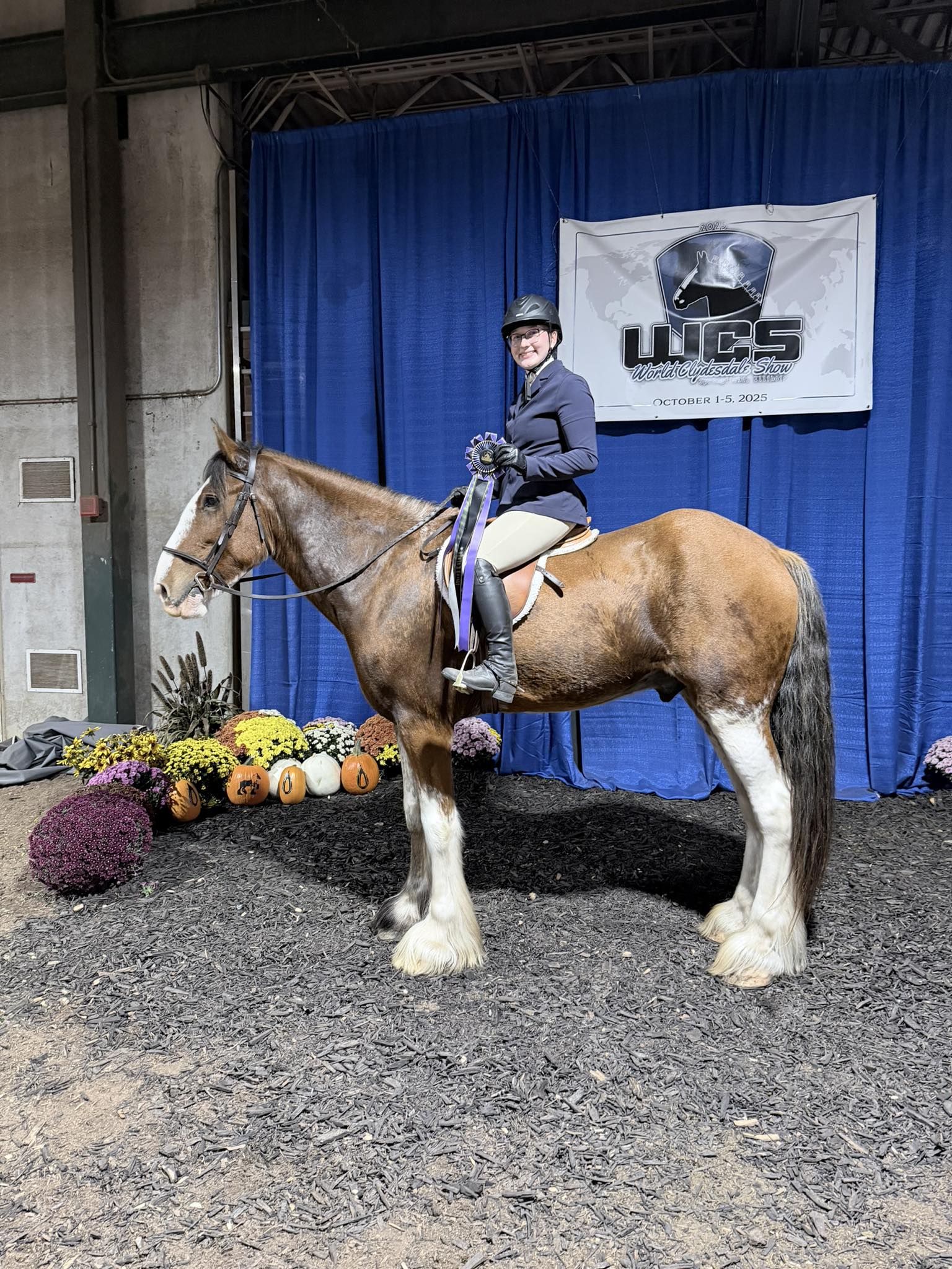 A young girl on a Clysdale horse holding up a ribbon.